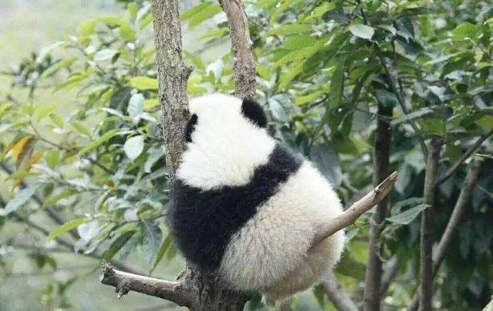 熊猫头是什么,比不上这些熊猫表情来的可爱