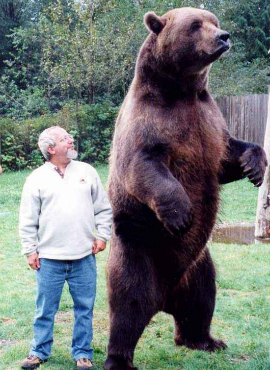 除了狼,东北虎还要面对巨大凶猛棕熊的竞争,远东的棕熊体型巨大和北极