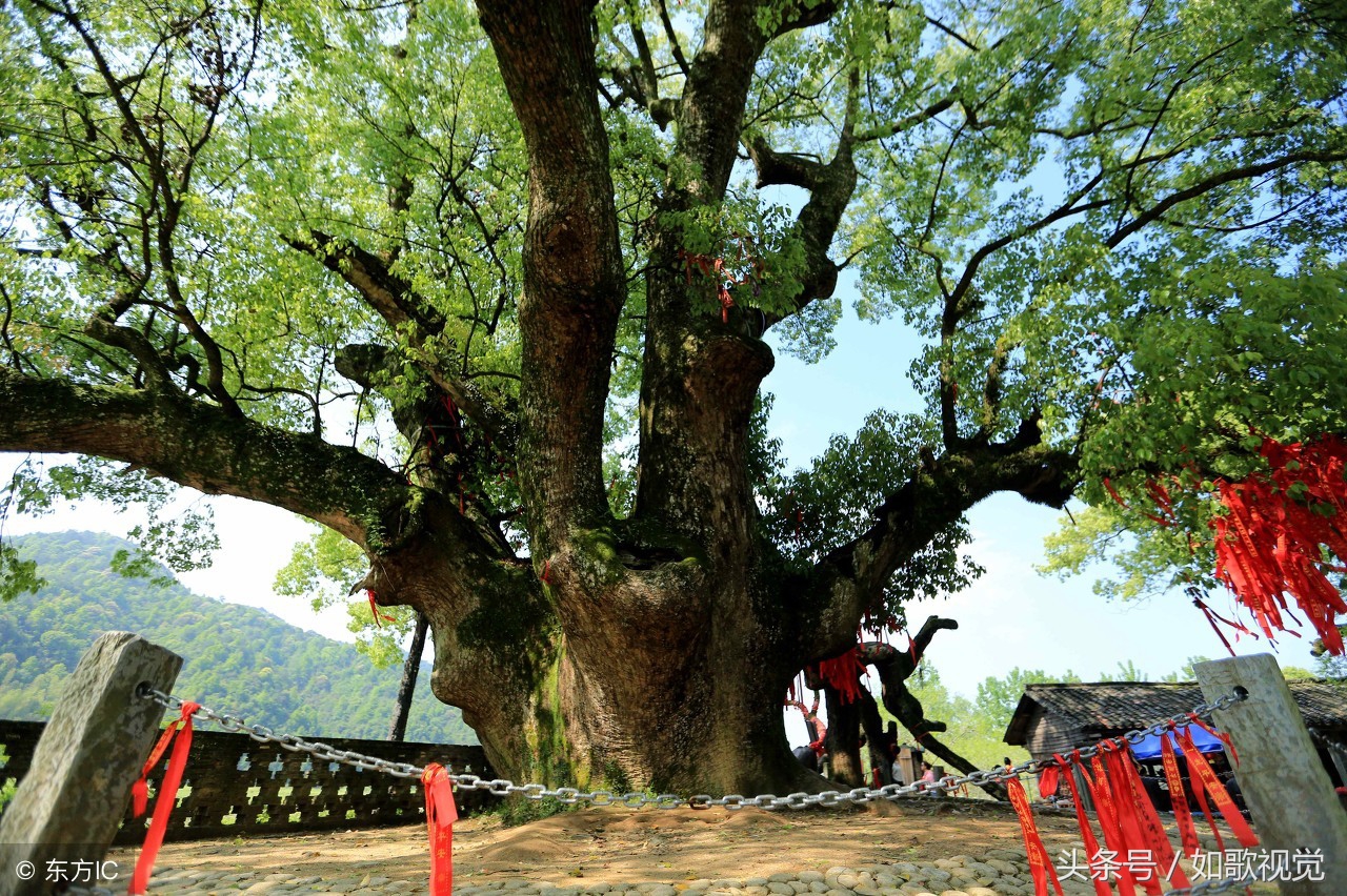 这棵千年古樟树,位于流水潺潺的河畔,见证了历史的风云变幻和当地百姓