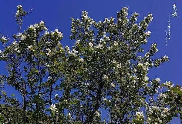 最后,小编要给大家介绍的是 印台地区最有特色的一种野菜,龙柏芽.