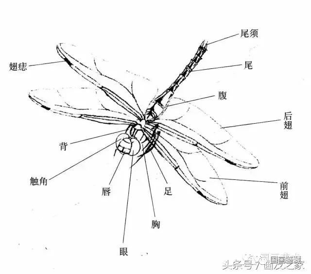 蜻蜓的工笔及写意画法,太全面了!