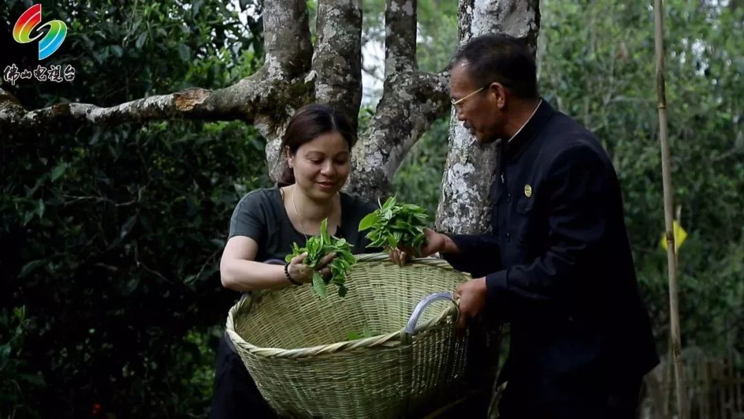 "老班章王"杨永平告诉此次前来的朱国惠一个好消息,他家古树林里的