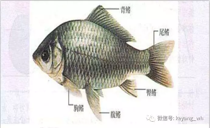 鲢鱼4. 鳙鱼(花鲢)5. 草鱼6. 青鱼7. 加州鲈8. 黄颡鱼9. 虾