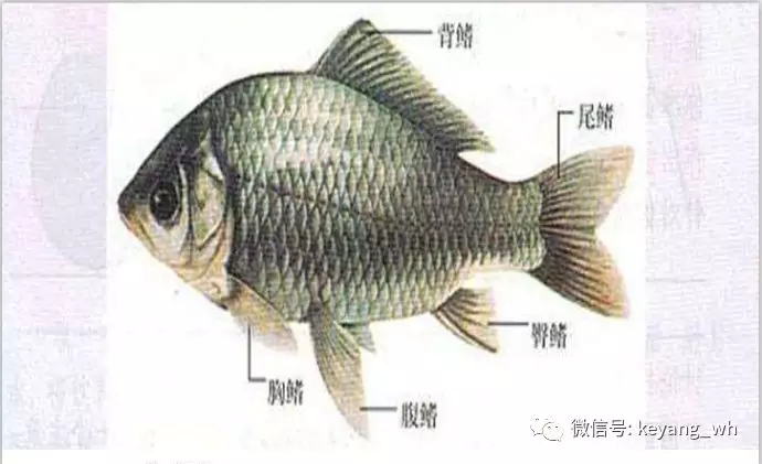 鲫鱼2. 鲤鱼3. 鲢鱼4. 鳙鱼(花鲢)5. 草鱼6. 青鱼7. 加州鲈8.