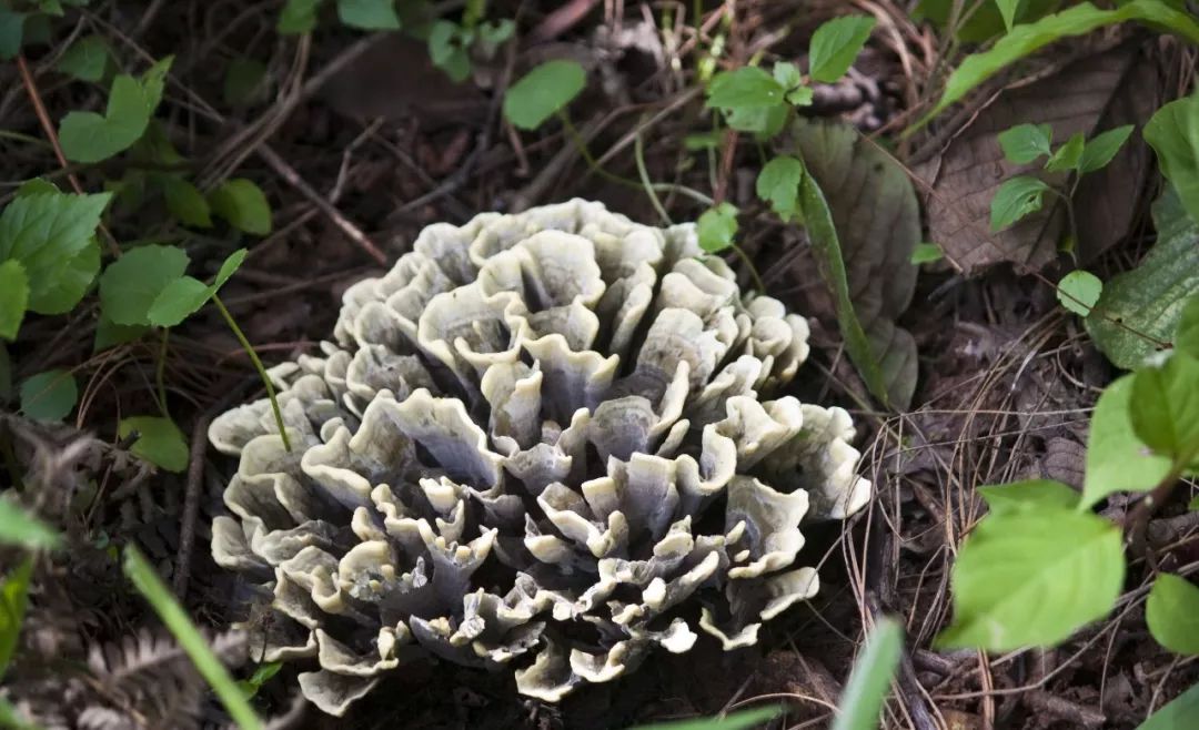 一枚云南野生菌黯然销魂的一天