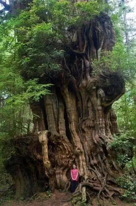 直击全球9大超维度巨树在大自然面前人类是如此渺小