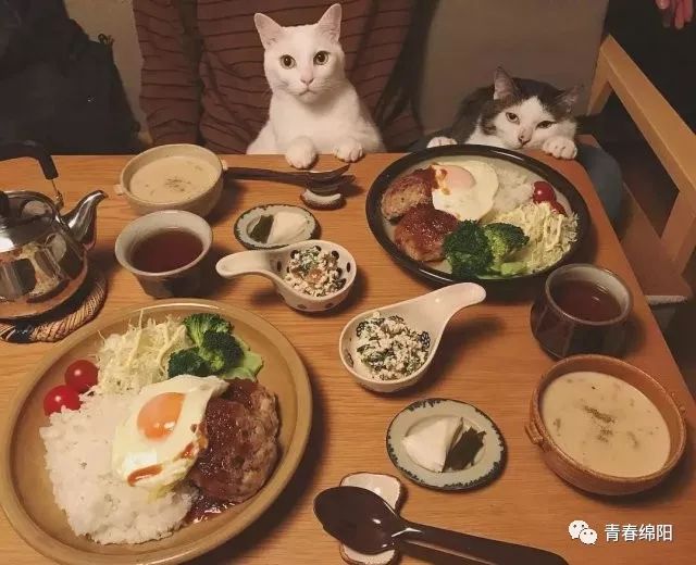 一屋两人二猫三餐四季