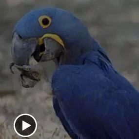 世界上最大的鹦鹉,紫蓝金刚鹦鹉从一颗鸟蛋,到放飞天空