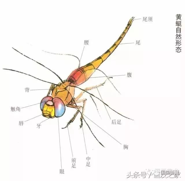 经过艺术提炼的四翅.主筋纹概括规则,勾线时要注意用笔的轻重提顿等.