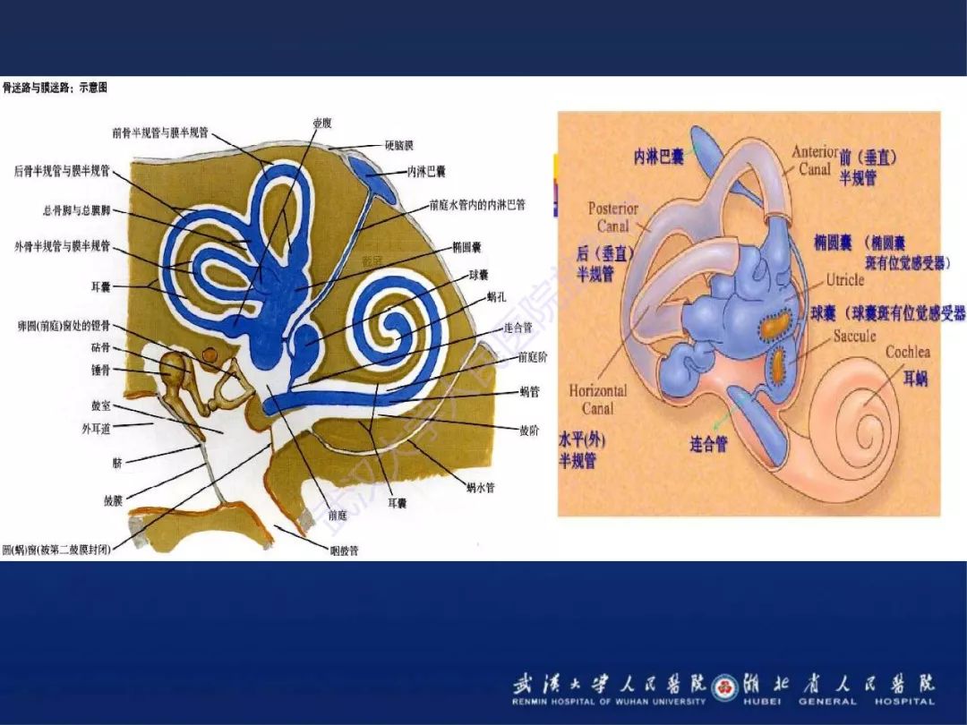 二、颈淋巴结分区-肿瘤外科手术-医学