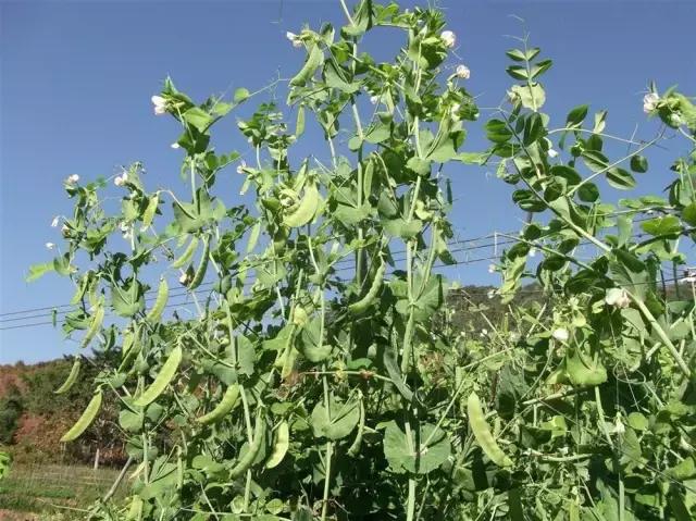 现代诗美图周延锋南方故乡的豌豆荚美得令人心疼的姑娘