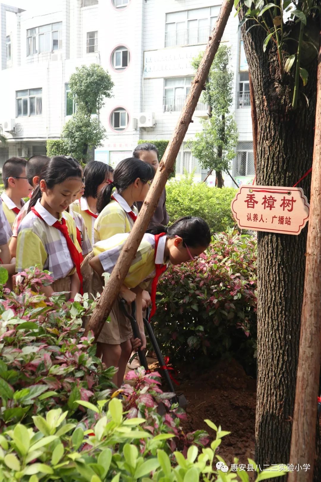 拥抱绿色爱满校园惠安县八二三实验小学香樟树认养活动纪实