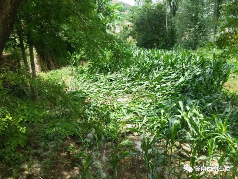 石堡动态 石堡镇干群一心全力应对突发暴雨天气