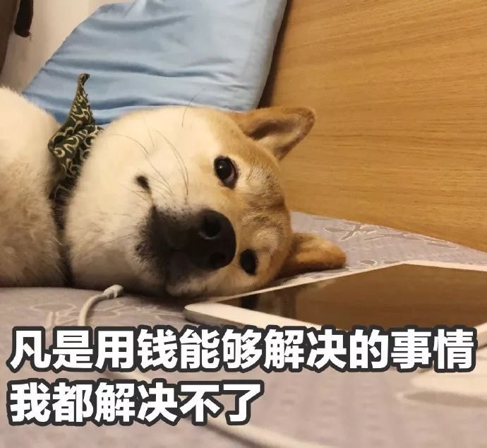 一只超级有魔性的柴犬 分享一波芋圆的表情包 图片来自网友 @芋圆吃饱