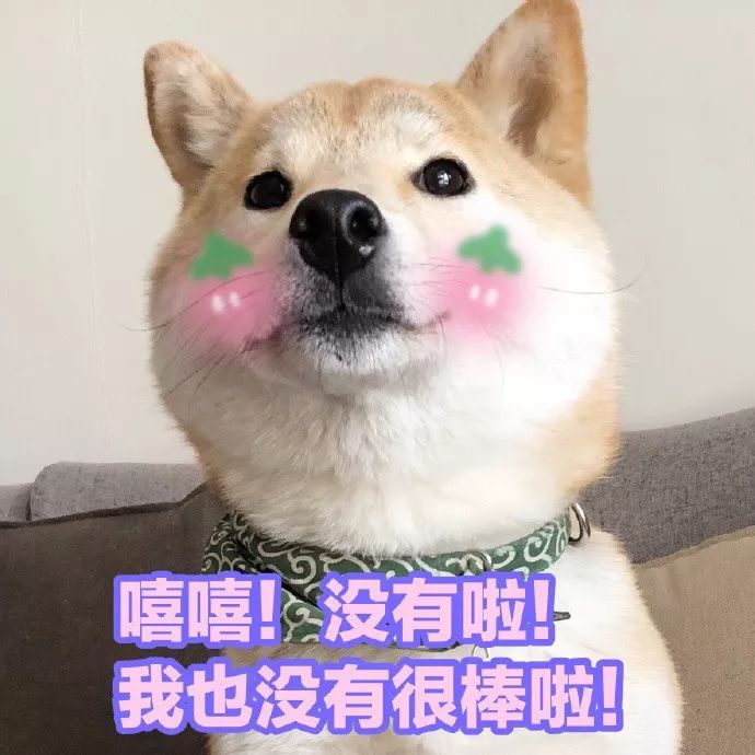 芋圆,一只超级有魔性的柴犬 分享一波芋圆的表情包 图片来自网友