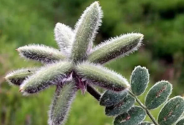 农村人叫它"米口袋,曾是救荒野菜,也是著名的蒙药