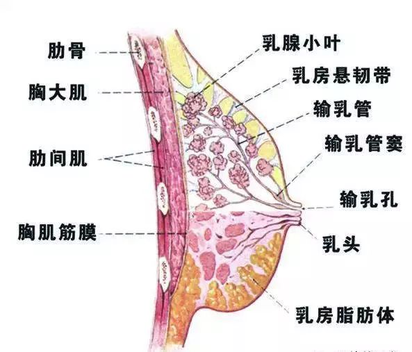 腺增生距离乳腺癌到底有多远?