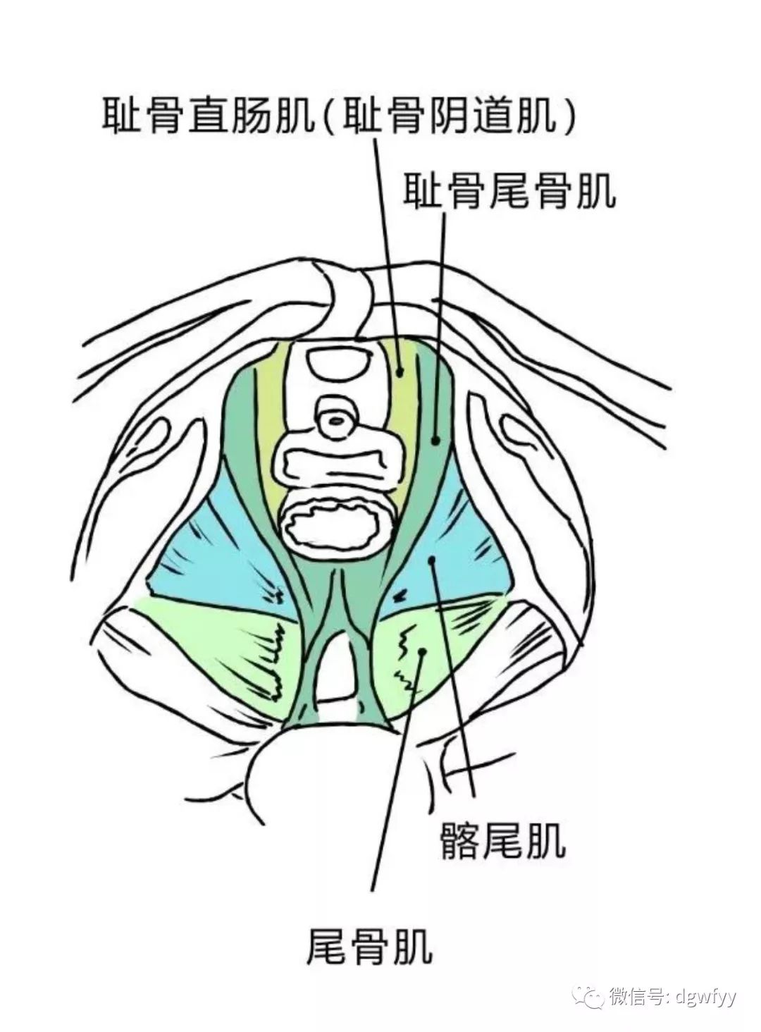 阴道分娩时,盆底肌肉和神经被极度牵拉,特别是耻骨尾骨肌的中间部分