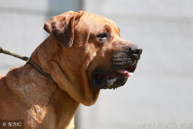 天性凶猛的五种犬,卡罗斯上榜,第五个最厉害-搜狐大视野-搜狐新闻