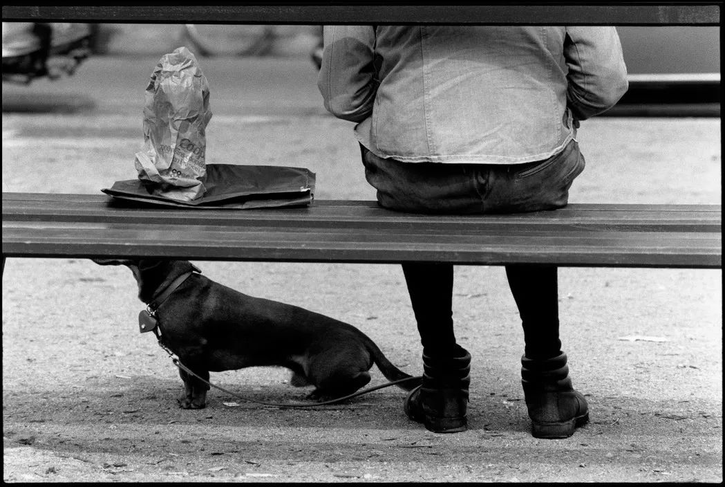 艾略特·厄威特(elliott erwitt)镜头里的狗