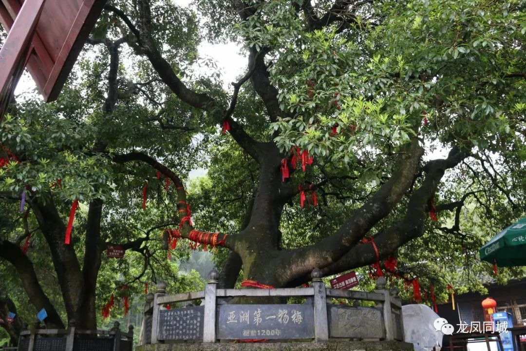 第三届来凤杨梅文化旅游节暨中国河钓大赛今天正式开幕啦!