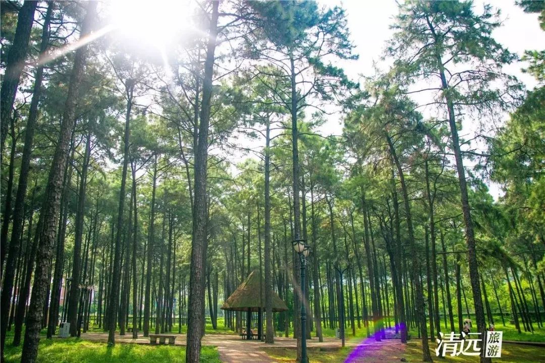 空气清新 地址:清远市清新区太和镇太和路太和古洞风景区 松林公园