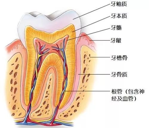 正常人口腔内部图片_洗牙之后需要忌口吗如何维护健康的口腔环境