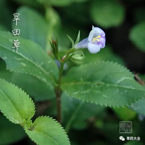 旱田草又叫鸭嘴癀,调经草,小号虎舌癀,虎舌蜈蚣草,田素馨,地下茶等