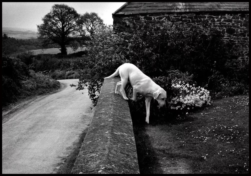 艾略特·厄威特(elliott erwitt)镜头里的狗