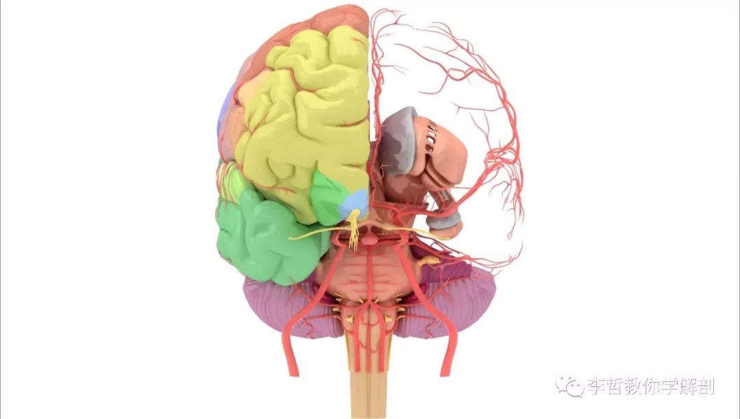 一组大脑3d解剖图请醒着看完