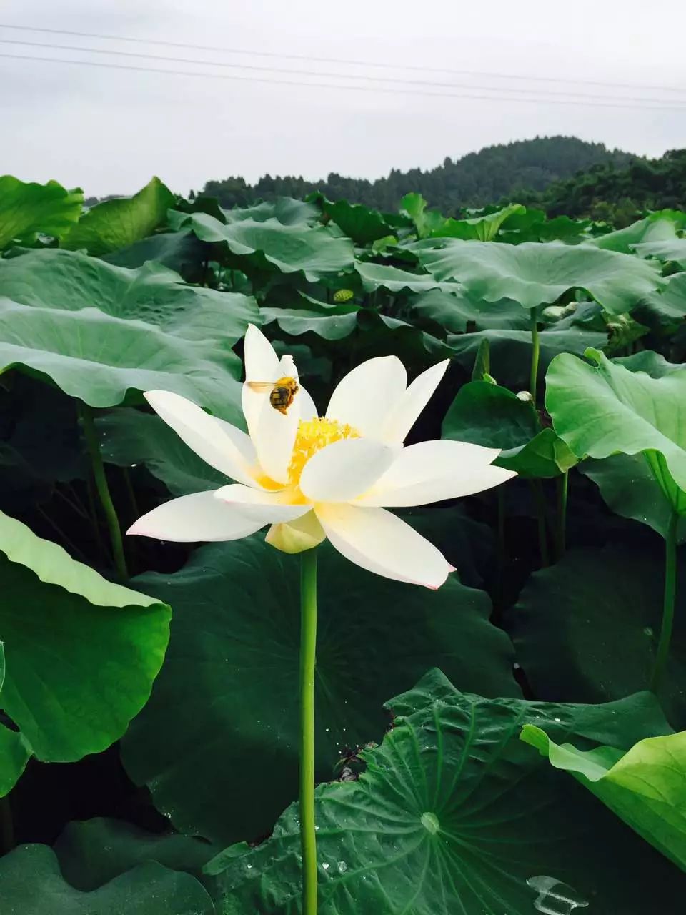 笑靥如花,招蜂引蝶