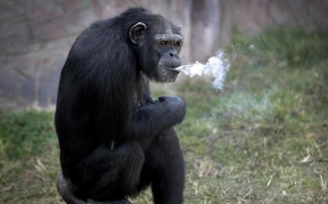 网红大猩猩从出生就开始吸烟,每天会有人给他烟吸,吸完烟就睡觉
