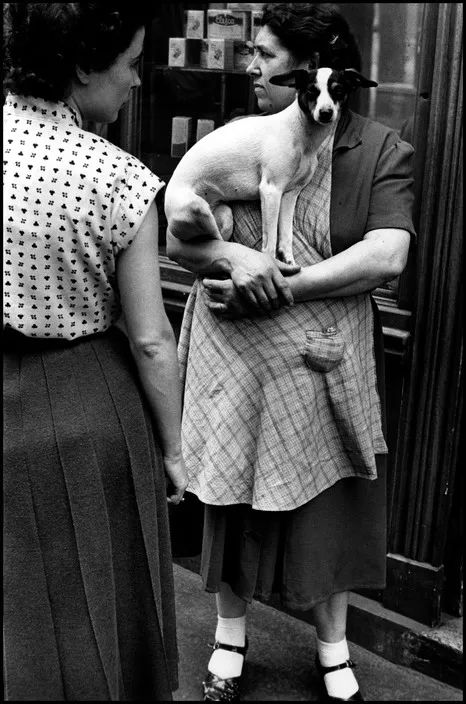 艾略特·厄威特(elliott erwitt)镜头里的狗