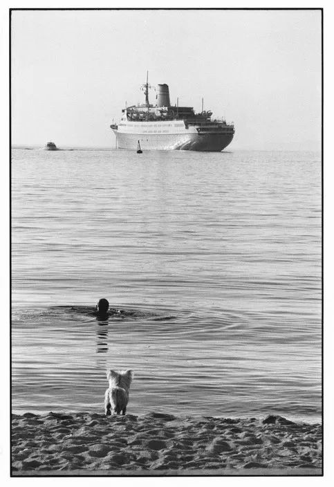 艾略特·厄威特(elliott erwitt)镜头里的狗