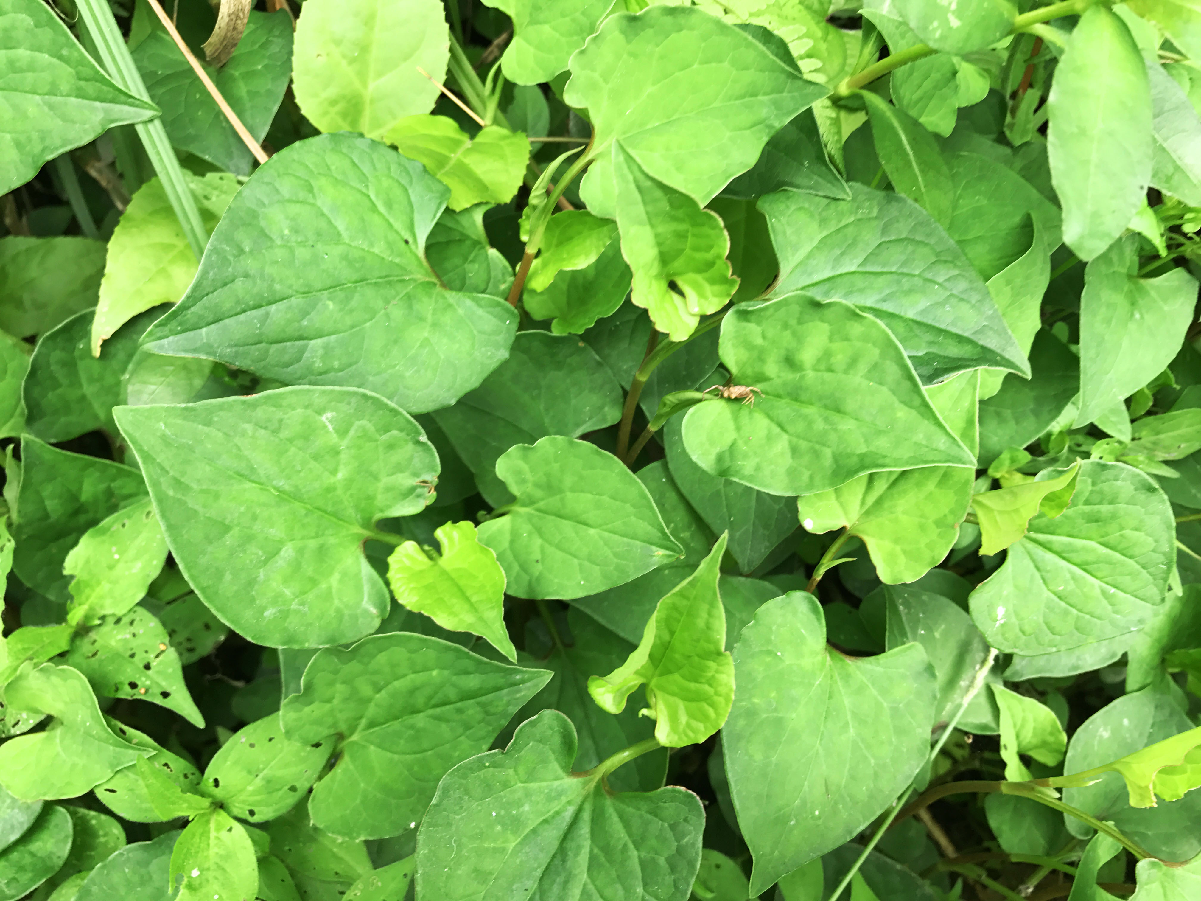 这种草不值钱,味道比鱼腥草还臭,农村人叫它"除湿草"