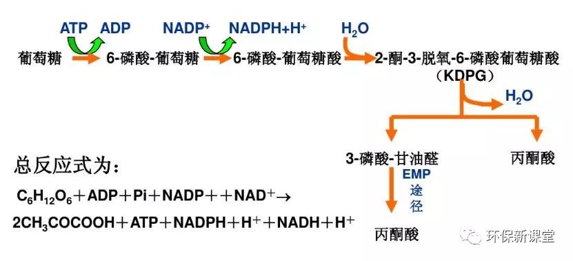 ed 途径hmp 途径是从葡萄糖 -6- 磷酸开始的, hmp 途径的一个循环的