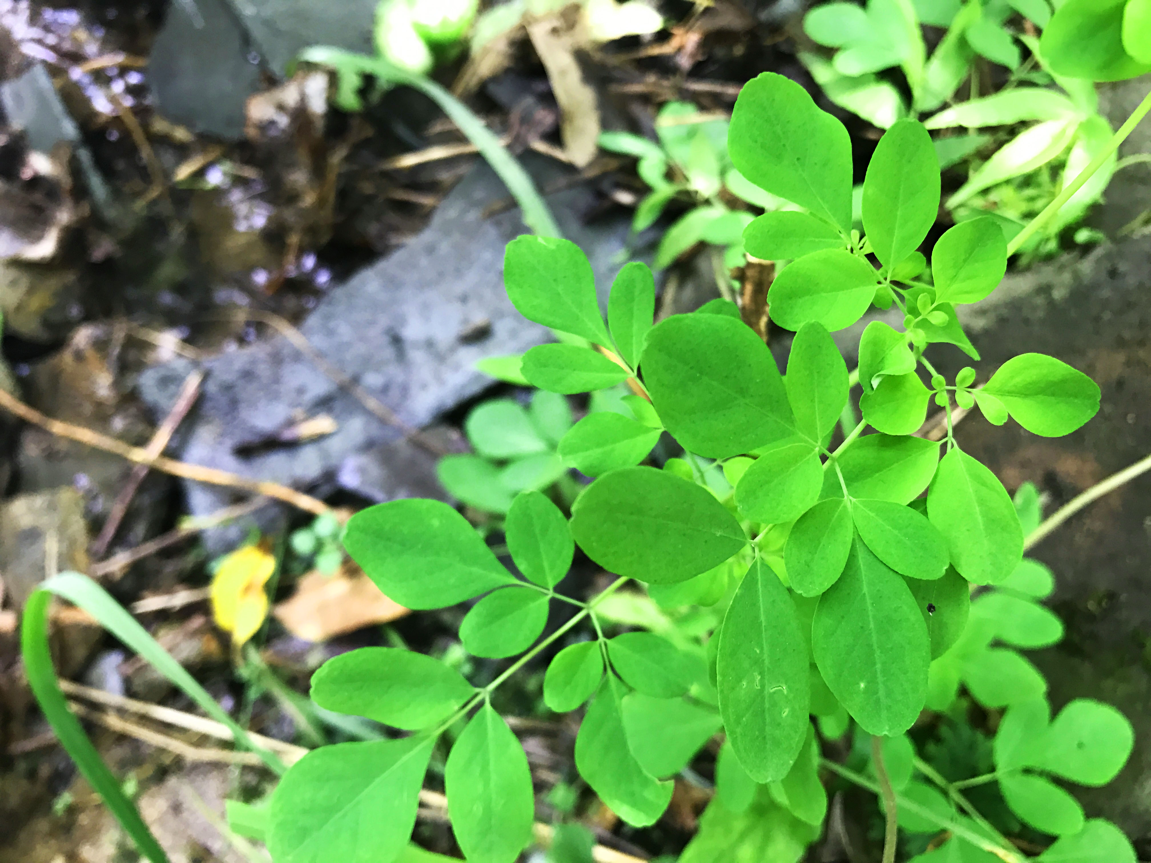 你的家乡有臭节草吗?你觉得臭节草和鱼腥草哪一个更臭呢?