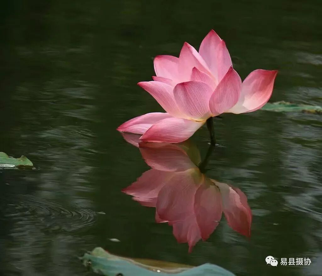 感受生活至美,心如莲花静静开