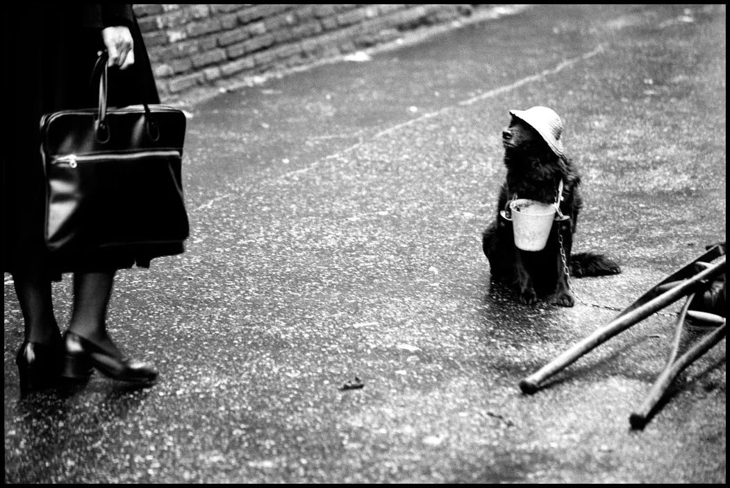 艾略特·厄威特(elliott erwitt)镜头里的狗