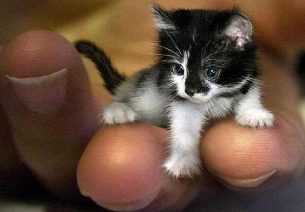 4种世界上最小的猫咪,新加坡猫比河狸鼠小一截