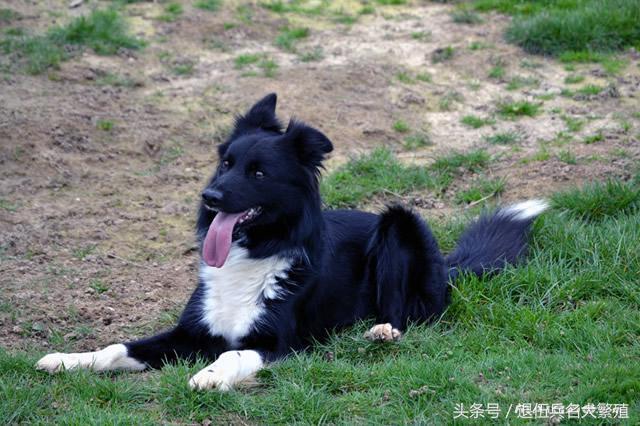 3,边境牧羊犬拉布拉多又称寻回犬,是一种大型犬类,参考价格1600-8000