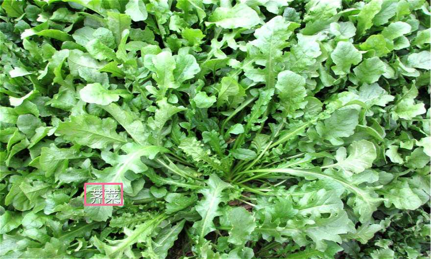 农村这些野菜,你还认识吗?过去是穷人的救命菜