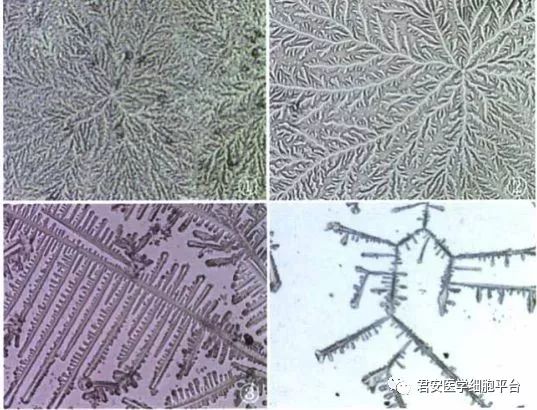 羊齿状结晶,知多少?