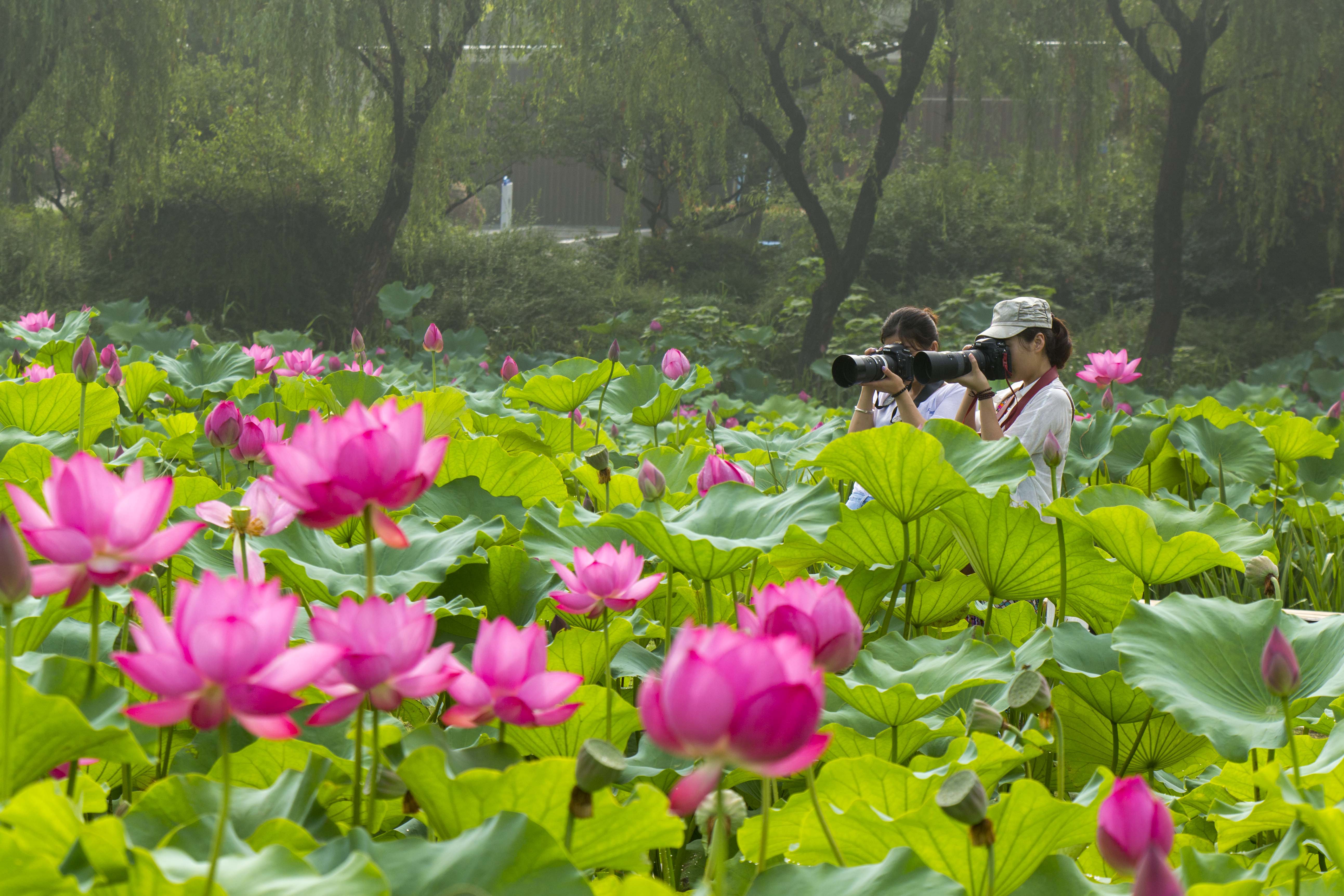 7月1日,游客在江苏泰州天德湖荷花池赏荷.