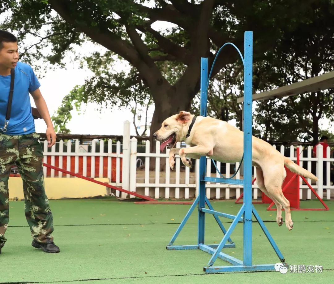 翔鹏训犬教程障碍的训练