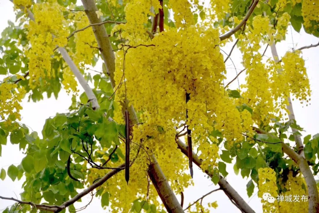 禅城这些地方下起浪漫"黄金雨!快来同框