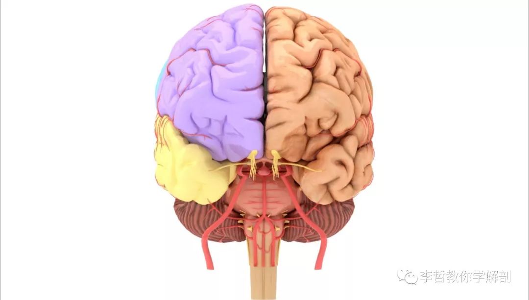 一组大脑3d解剖图,请醒着看完.