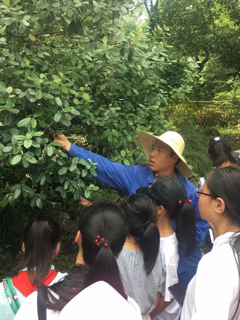 识百草品文化上海植物园中草药研学活动纪实