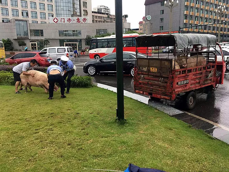 在宜宾市翠屏区上江北大酒樽那里, 一辆拖猪的三轮车上跳下来两头猪