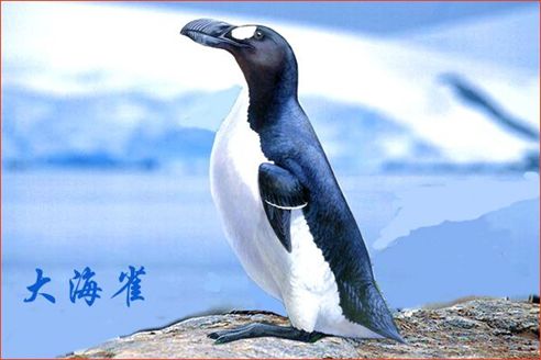 历史上的今天——1844年7月3日,大海雀灭绝.